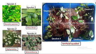 BIOLOGY PRACTICAL 3 - Study of plant population density by quadrat method.