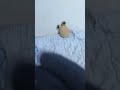 Ay Pou,mi alienígena triste TE VOY A MATAR-