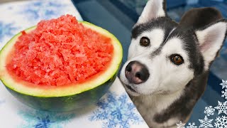 Watermelon Snow Cones For Dogs 🍉 Frozen Dog Treats DIY