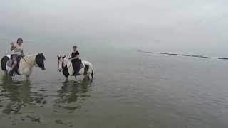 Cponies.com platinum ride with dolphins