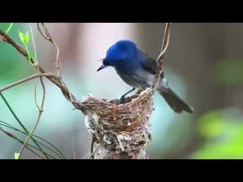 Video: Cum își Construiesc Păsările Cuiburile