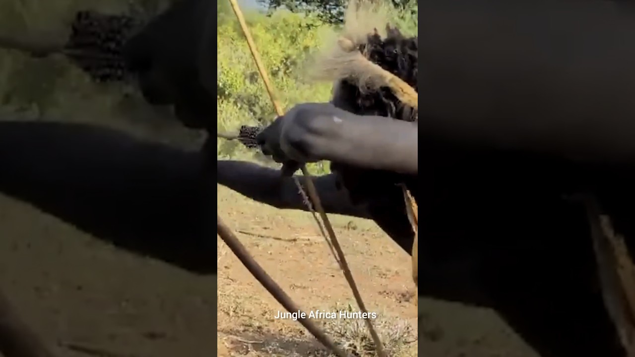 Cervo vs Caçador — A Real História da Selva 🌳 हिरण बनाम शिकारी — जंगल की असली कहान✨