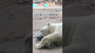 ホッキョクグマのお名前は？#ホッキョクグマ #PolarBear＃動植物公園　＃豊橋　＃愛知　＃animal #動物園　#zoo #shorts