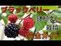 【ブラックベリーの育て方】2025.3