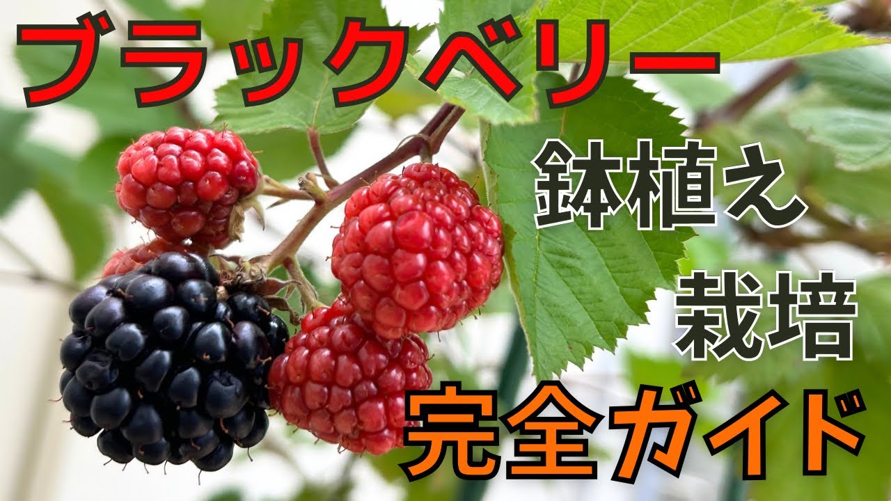 【ブラックベリーの育て方】2025.3