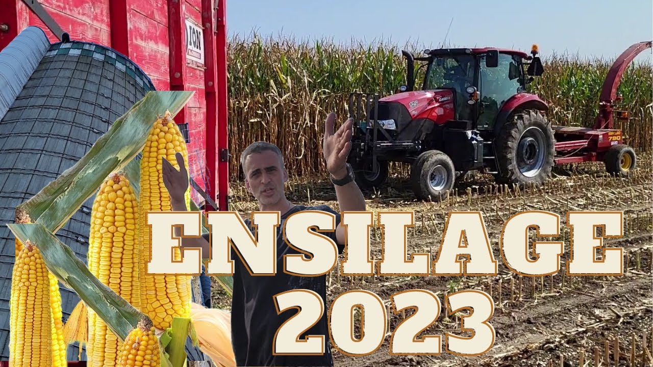 Ensilage de maïs 2023 au Québec