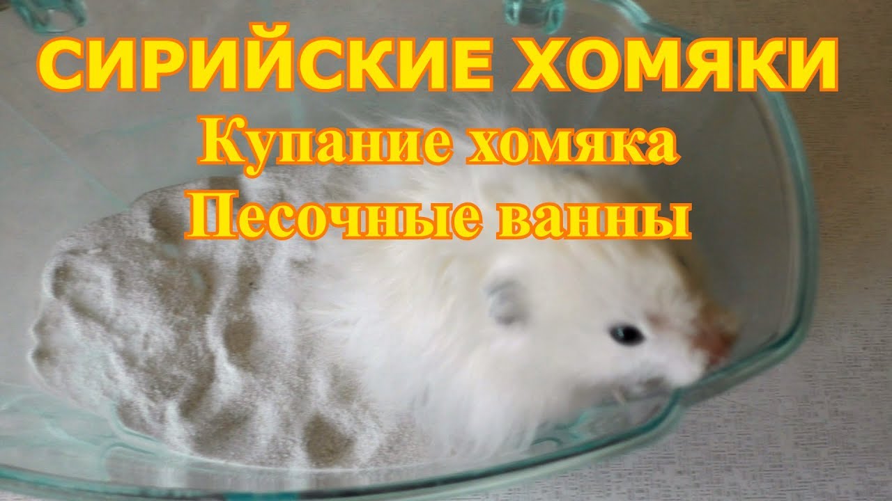 Сирийские хомяки часть 7 - Купание хомяка. Песочные ванны | Уход и содержание