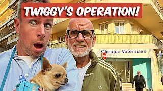 Twiggy’s Operation!  How Expensive Are Vets In South Of France?
