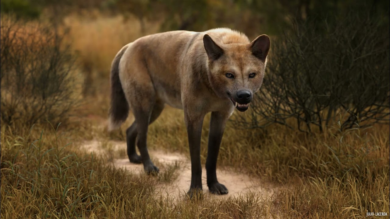 The Dire Wolf in 3 Minutes!