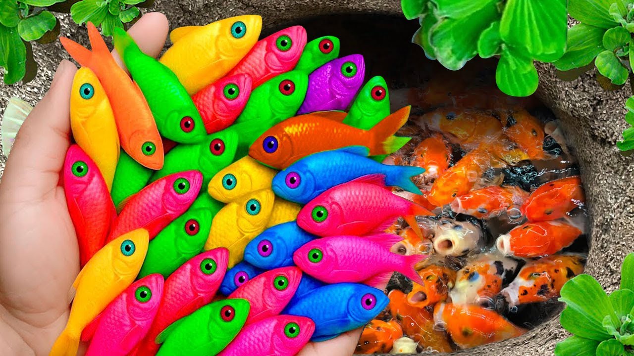 Go catch colorful fish in small pond, baby sea turtles, koi carp, angel ...