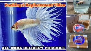 Bettafish all India delivery possible ||Good quality Bettafish available || high-quality Bettafish￼￼