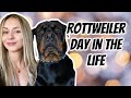 A day in the life owning a Rottweiler