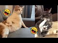 Funniest Dog And Cat Videos - Best Funny Animals Videos 2023😇#4