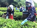 2022年5月25日放送　1200年がルーツのお茶で茶摘み体験「こだかみ茶」