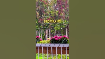 #قرآن #تلاوة_خاشعة #راحة_نفسية #تلاوة_هادئة #اذكار_الصباح