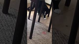 POV Your Cat Thinks He’s a Jungle Predator 😸💬☘️🐾