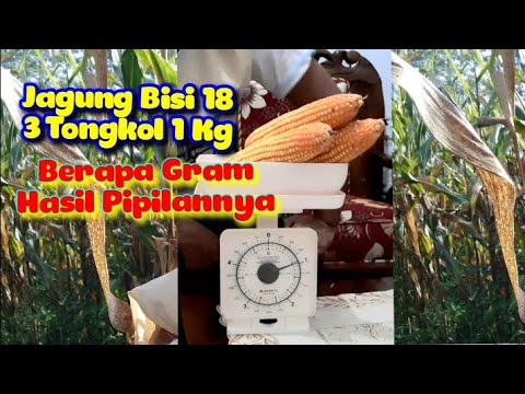 Jagung Yang Sudah Dipipil