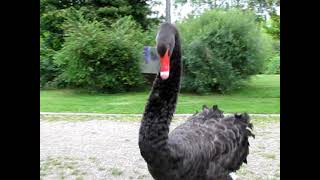 Angry Birds  Black Swan male