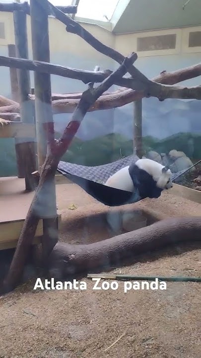Giant PANDA- ATLANTA ZOO- We caught one of the pandas at Zoo Atlanta
