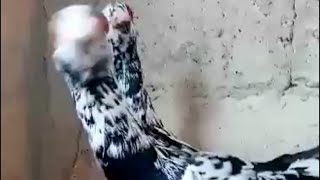 Beautiful pigeons pair every morning new زوج طيور جميل صباح كل يوم جديد