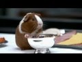 Dr. Dolittle - Guinea Pig - Chris Rock