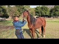 Medical training clicker training prpa dentiste cheval