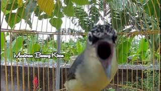 Terapi Prenjak Daun Lombok Stres MAcet Bunyi - Suara Burung Opior Jambul Isian Part 30