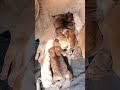 😋😛😜#CutePuppies #puppy #puppies #newbornpuppy #cutepuppy😚😚 #shorts