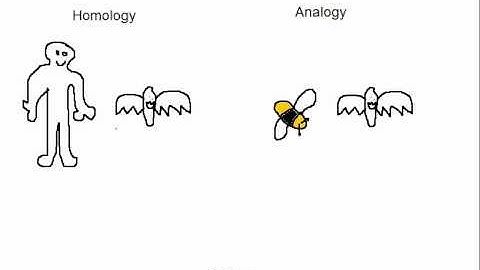 Biology Analogy vs Homology