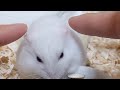 ハムスターの耳の秘密#Shorts
