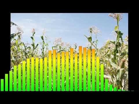 ቀውጢ ባህላዊ ሙዚቃ ሪሚክስ Rimix ኧረ መላ መላ