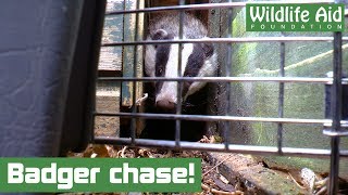 Badger climbs 6ft fence to escape wildlife rescuer