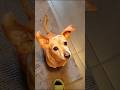 Sab ne saath chhoda… par isne kabhi nahi 🐾❤️”#trustgod #dog #dogs ##viralvideo