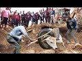 Terrible! Giant Python Entered The Village To Hunt Cows And The Farmer&#39;s Spectacular Rescue