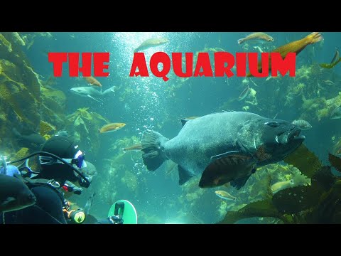 Video: Monterėjaus įlankos akvariumo lankytojų vadovas