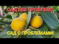 ОДЕССА❤️ПРО ХУРМУ❗️ВНИМАНИЕ ОБМАН❗️НЕ ДАЙТЕ СЕБЯ &quot;НАКОЛОТЬ&quot;❗️САД БЕЗ ПРОБЛЕМ С ПРОБЛЕМАМИ❗️