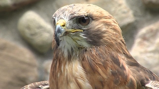 Homework Hotline: Red Tail Hawk