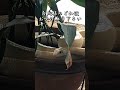 【開運】最強金運神社！岩国白蛇神社　白蛇様の御利益をお受け取りください　#金運上昇　#白蛇神社