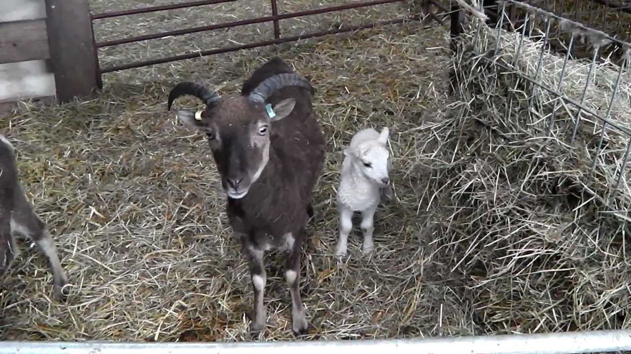 Castlemilk Moorit and lamb - YouTube