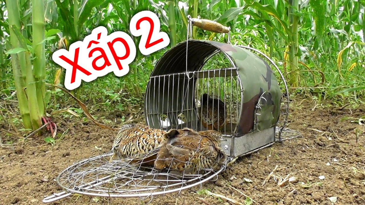 bẫy chim cút miền bắc cuối mùa xấp đôi | Hoàng Thắng