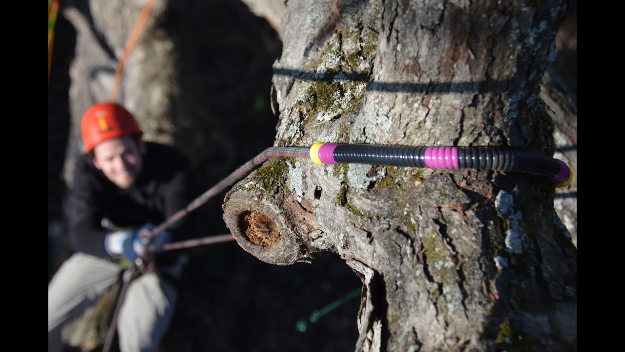 Less bad jokes..Atlanta Tree Climbing Club, Mumford Modified Frog