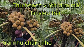 Giá dừa mã lai thu mua tại vườn dừa tiền giang, 9-9-2023,thu hoạch vườn dừa mã lai bầu siêu trái.