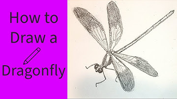 How To Draw a Dragonfly | Easy Drawing Tutorial
