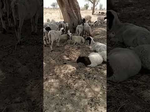 sheep live in