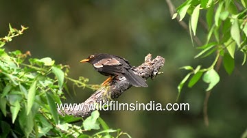 Gray-winged black bird is one of the most melodious songsters of the entire Himalaya!