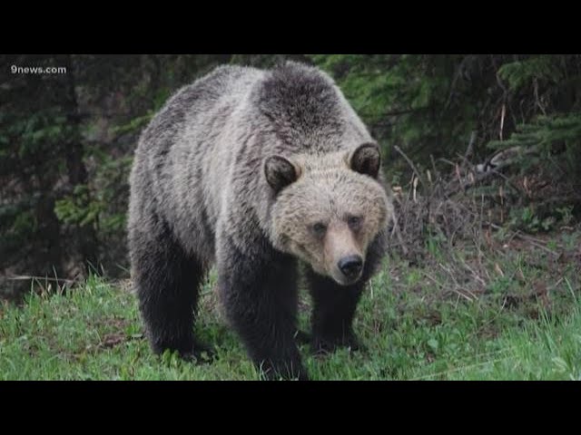 Brown Bears Of The World: Grizzly Present, Ominous Future