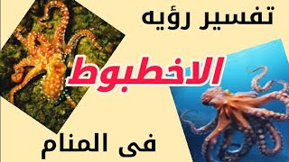 تفسير رؤيه الاخطبوط في المنام