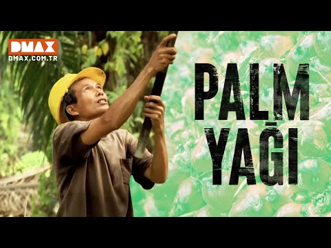 Palm Yağı Nasıl Yapılır?