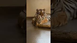 Mother Playing with Little Cub | Nouman Hassan | #tiger #lion Resimi