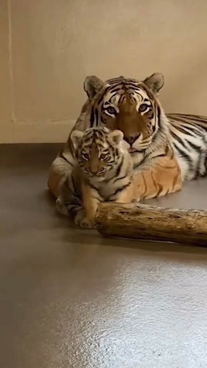 Mother Playing with Little Cub | Nouman Hassan | #tiger #lion